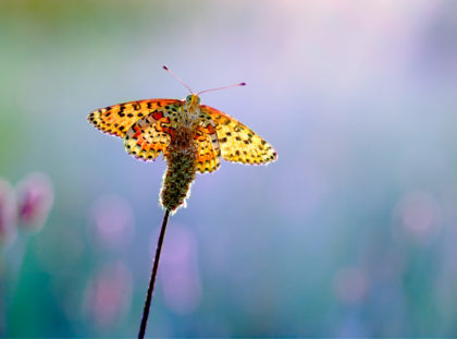 Cours photo Macro Agen