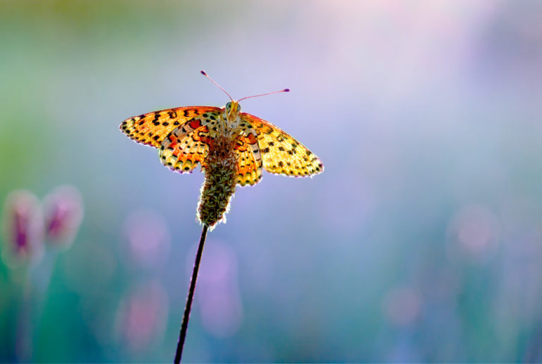 Formation et cours photo agen 47