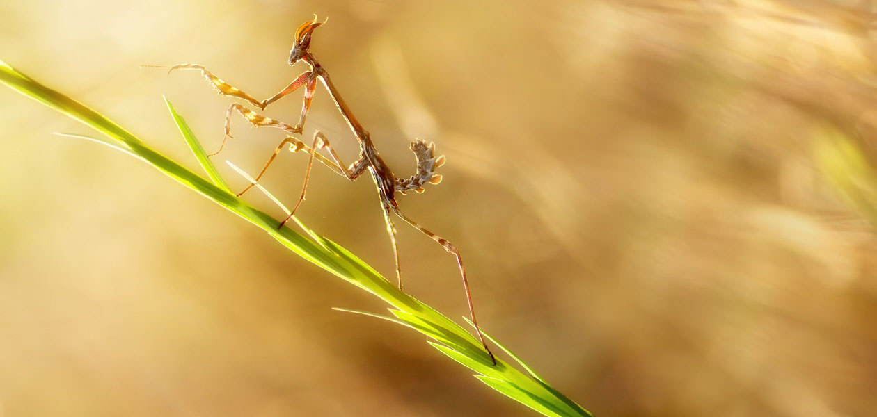 Formation Macrophotographie